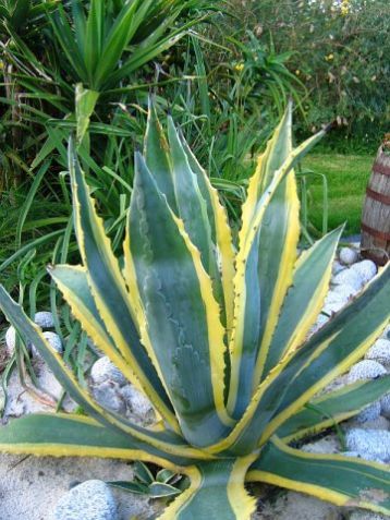 Agave americana marginata - žlutý okraj listu