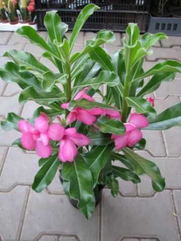 Adenium obesum růžová
