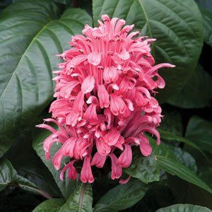 Jacobinia pauciflora, justicia "anita"- jakobínie