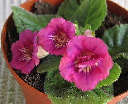 Sinningia "raspberry n´ cream"