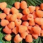 Rubus idaeus "valentina" - maliník stáleplodící oranžovo-žlutý