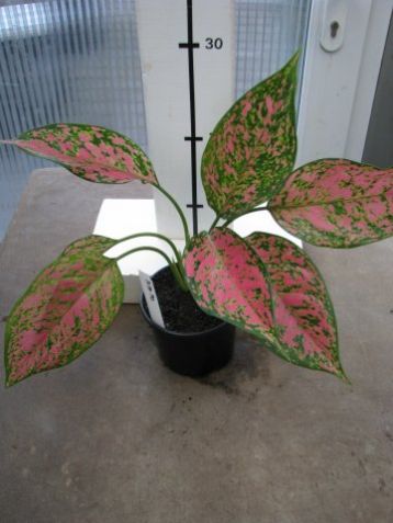 Aglaonema commutatum "red po" - aglaonema proměnlivá