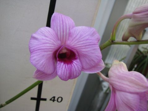 Dendrobium hybrid č.10