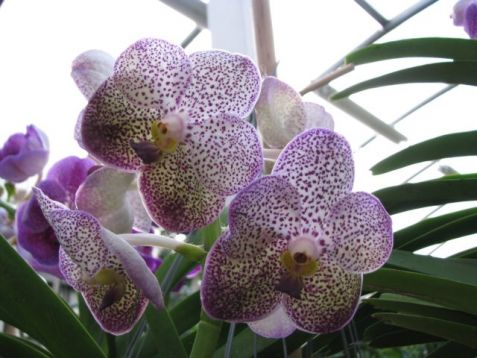 Vanda hybrid no.8