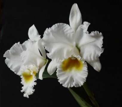 Cattleya "yertrude"