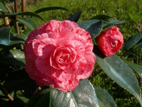 Camellia "roma risorto"