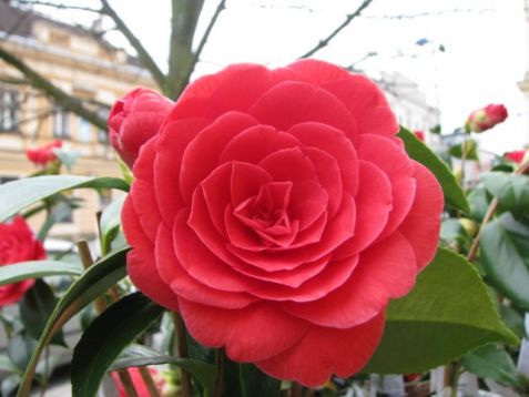 Camellia "coquettii"