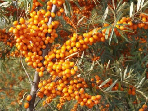 Hippophae rh. "leikora"