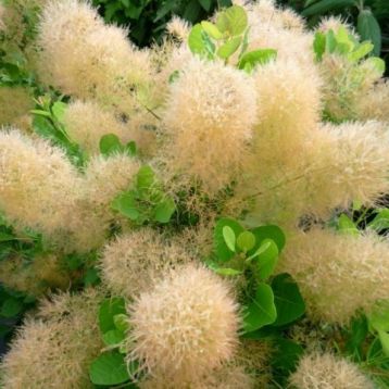 Cotinus coggygria "young lady" - ruj vlasatá krémová