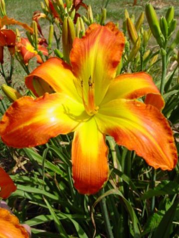 Hemerocallis "carrick wildon" - denivka