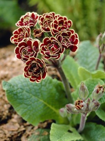 Primula "elizabeth killelay"