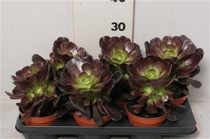 Aeonium arboreum "nigrum"