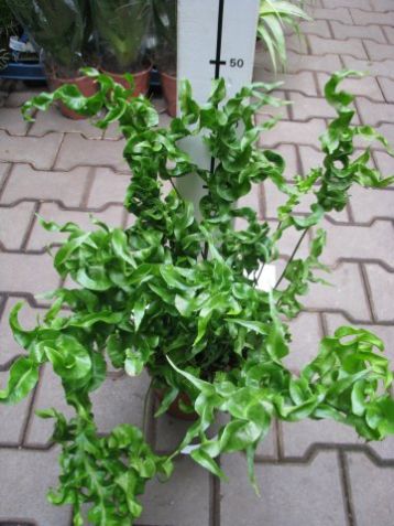 Microsorum "green wave" - osladič