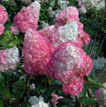 Hydrangea paniculata "renhy / vanille fraise" - hortenzie latnatá
