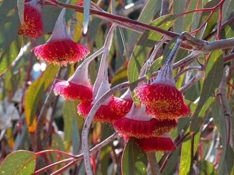 Eucalyptus caesia "silver princess"