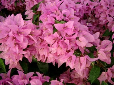 Bougainvillea "silhouette"