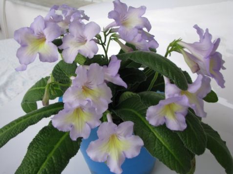Streptocarpus "victoria " - tořivka