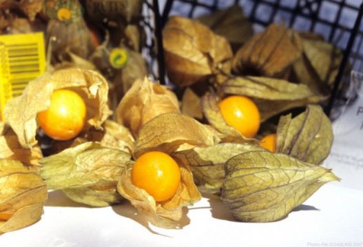 Physalis peruviana - mochyně jedlá, třešeň Inka