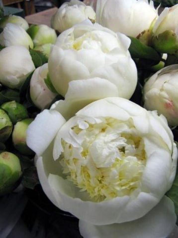Paeonia lactiflora "duchesse de nemours" - pivoňka