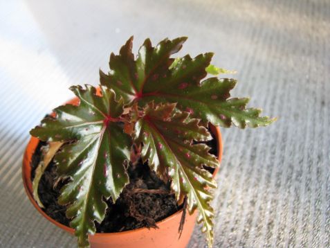 Begonia serratipetala - begonie listová