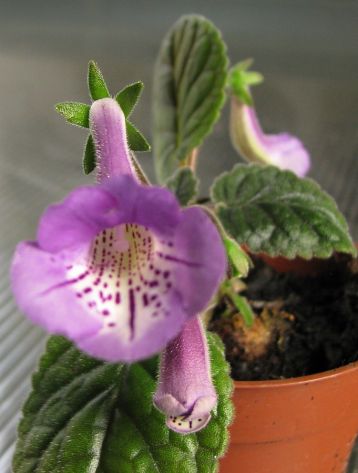 Sinningias "flair"