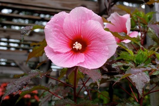 Hibiscus moscheutos "summer storm" - ibišek bahenní