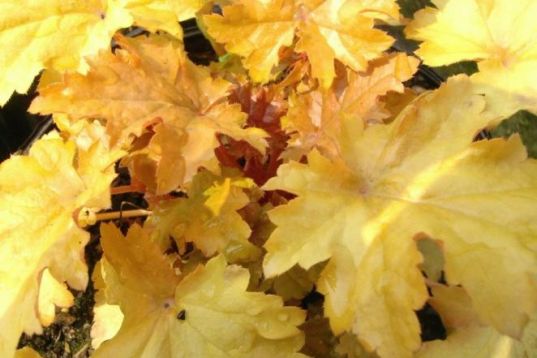 Heuchera "amber wave" - dlužicha