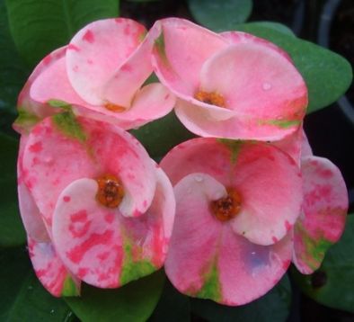 Euphorbia millii "porn yingyai" - trnová koruna hybrid
