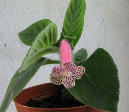 Kohleria "pristine heaven" - kohlerie