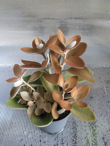 Kalanchoe orgalis