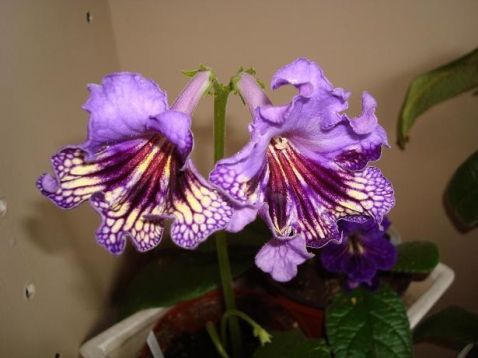 Streptocarpus "geronimo"