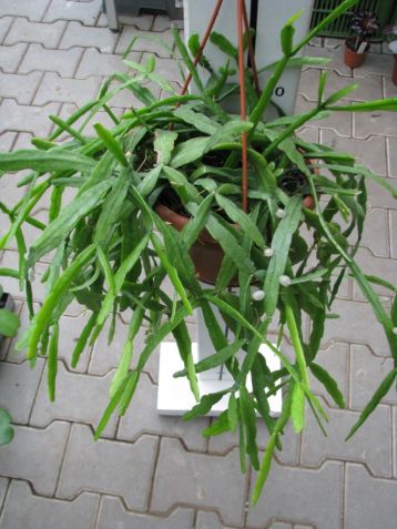 Lepismium cruciforme