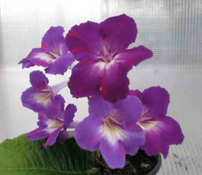 Streptocarpus "spin art"