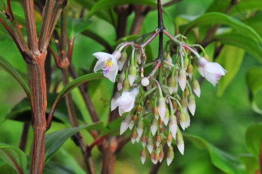 Medinilla magnifica "tresor"