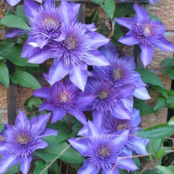 Clematis "multi blue" - klematis
