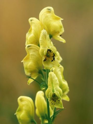 Aconitum anthora - oměj jedhoj