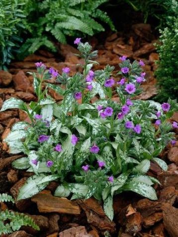 Pulmonaria longfolia "diana claire"