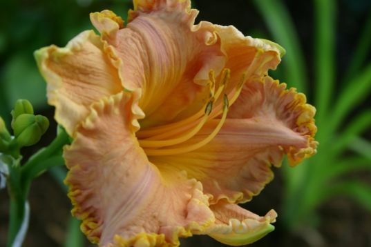 Hemerocallis "spacecoast early bird" - denivka