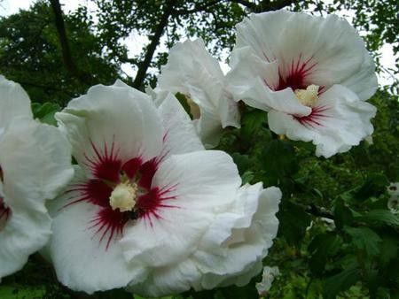 Hibiscus syriacus "monstrosus"