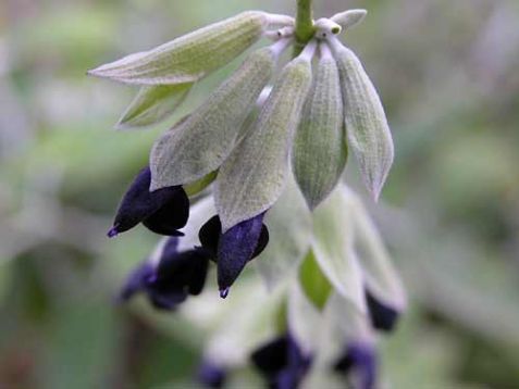 Salvia discolor - šalvěj peruánská