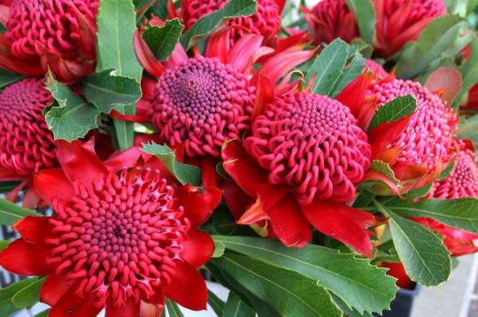 Telopea speciosissima "crimson" - telopea, waratah