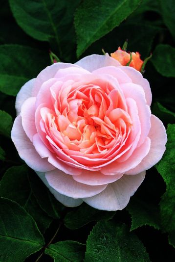 Sweet juliet