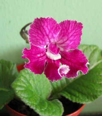 Streptocarpus "jaroslavskije zori"