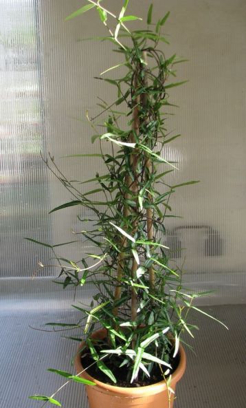 Trachelospermum asiaticum "theta"