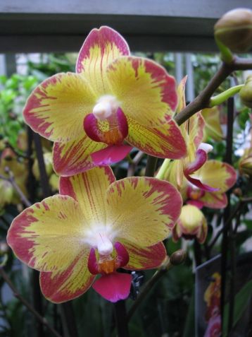 Phalaenopsis "papagayo" - falenopsis