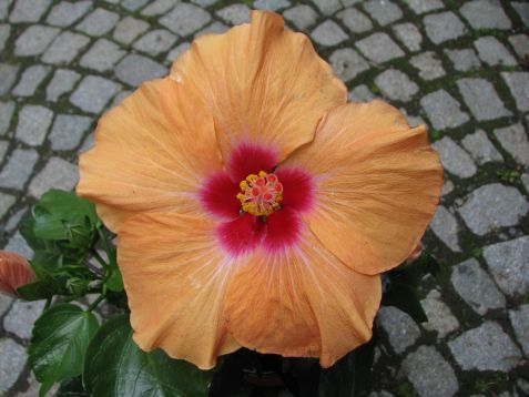 Hibiscus sinensis "apricot" - ibišek pokojový