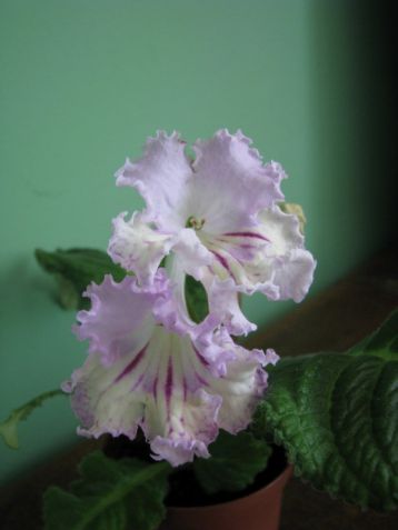 Streptocarpus "renia"