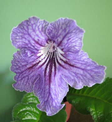 Streptocarpus "igor"