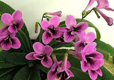 Streptocarpus "tchizik pizhik"