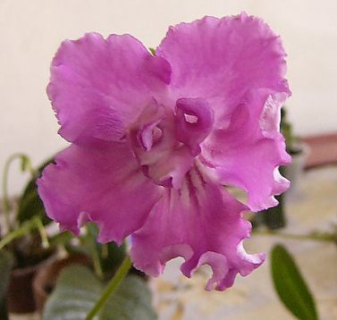 Streptocarpus "rosebud"